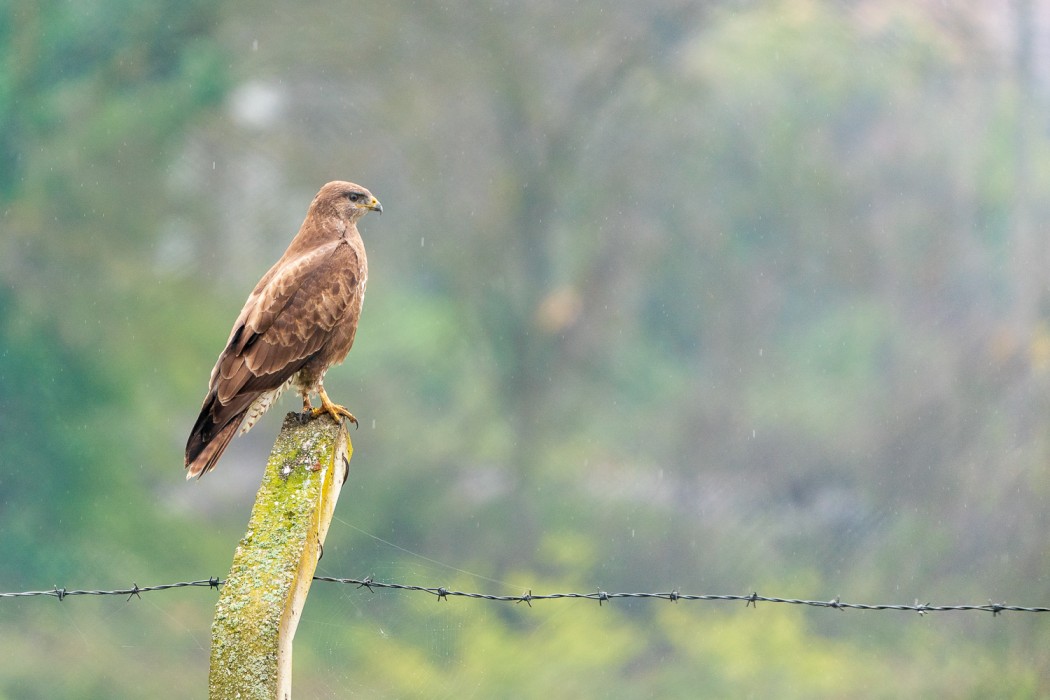 Common Buzzard