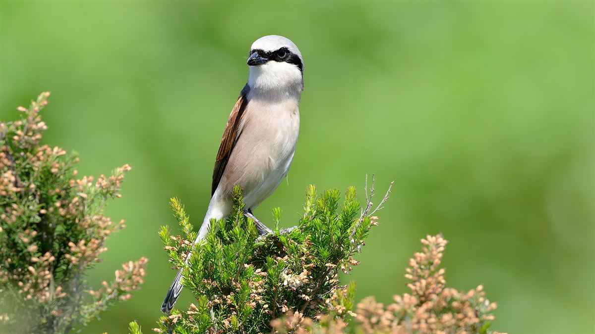 Red-backed Shrike