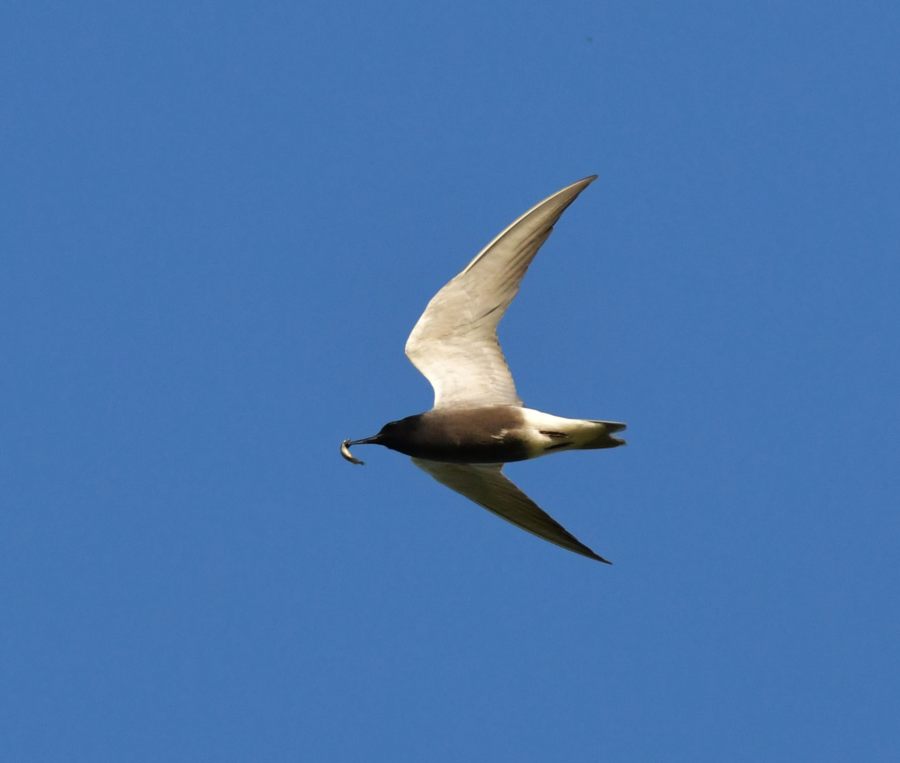 Black Tern