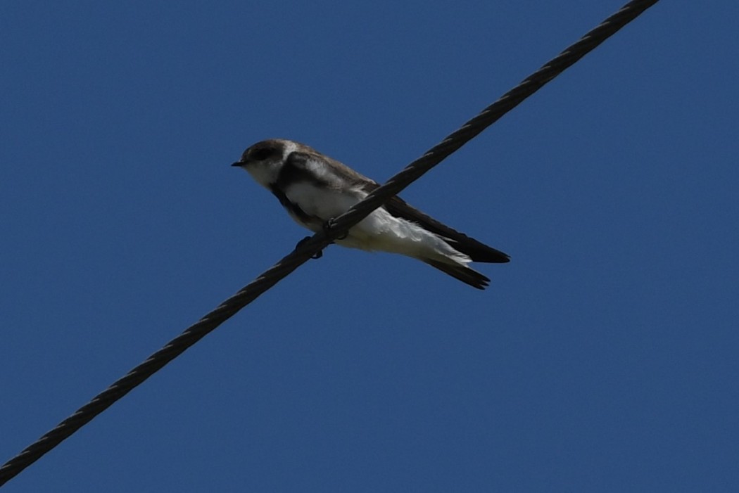 Sand Martin