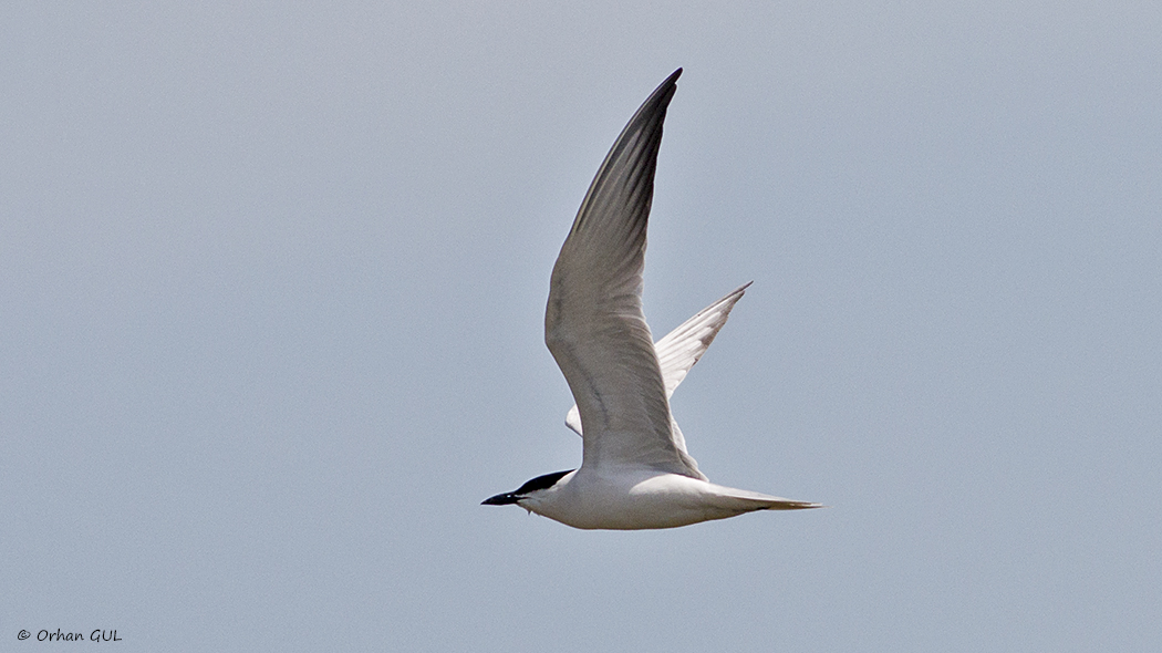 Gull-billed Tern