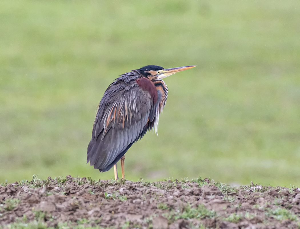 Purple Heron