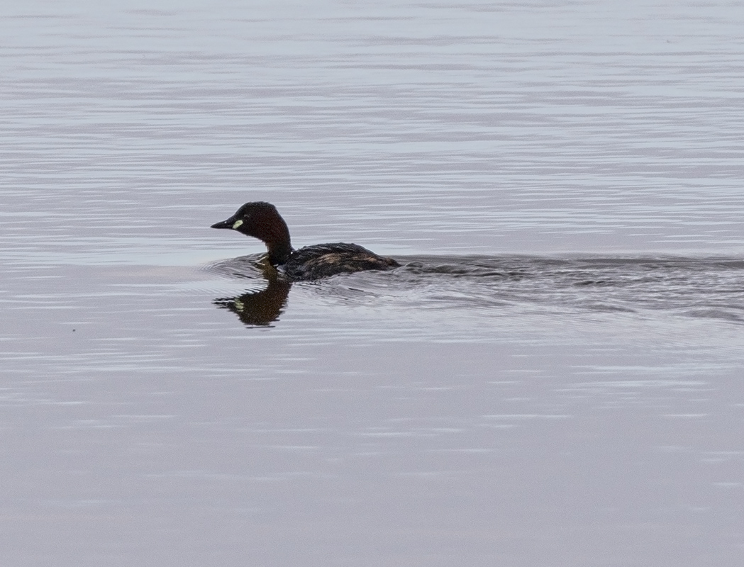 Little Grebe
