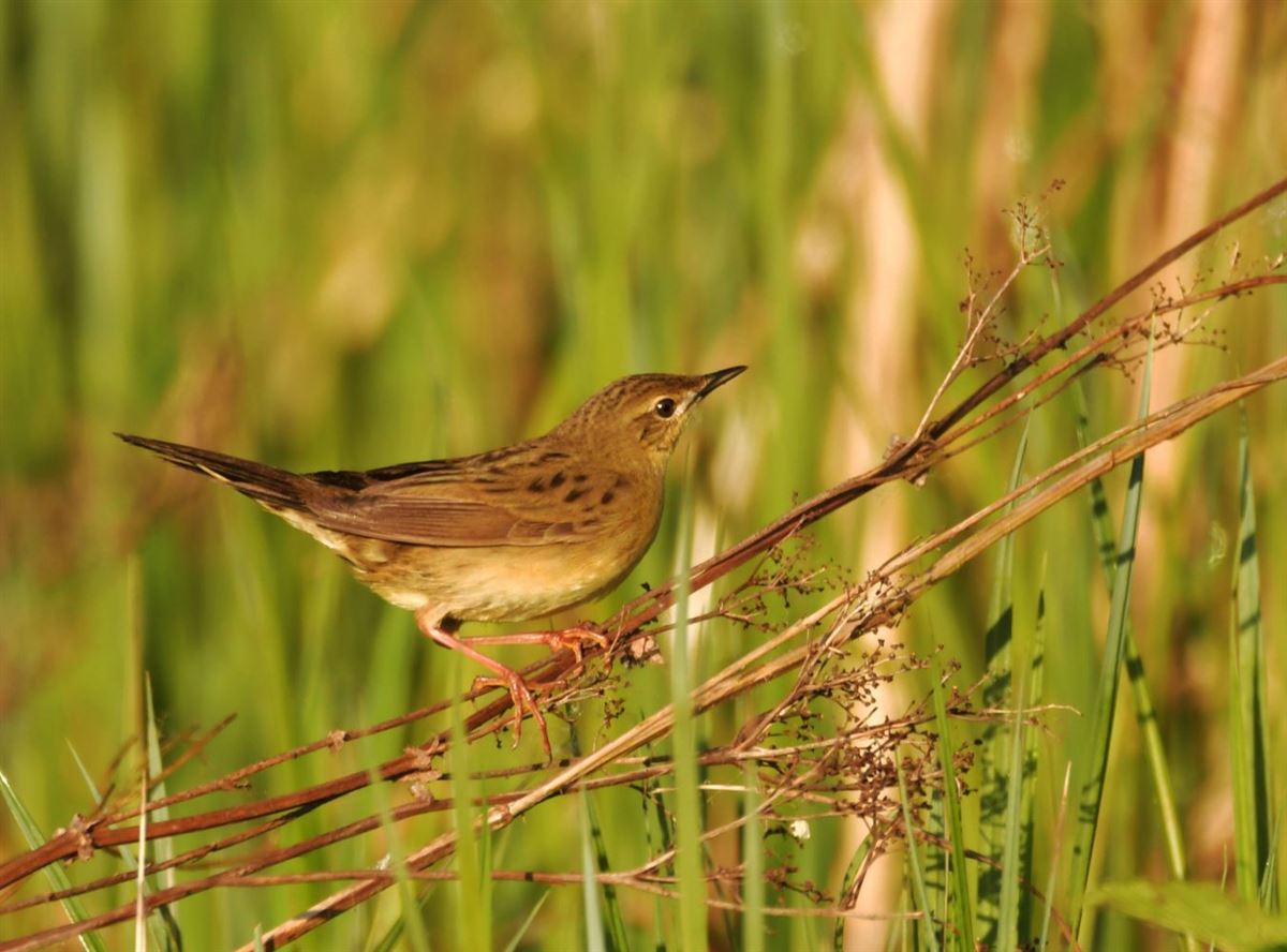 Common Grasshopper Warbler