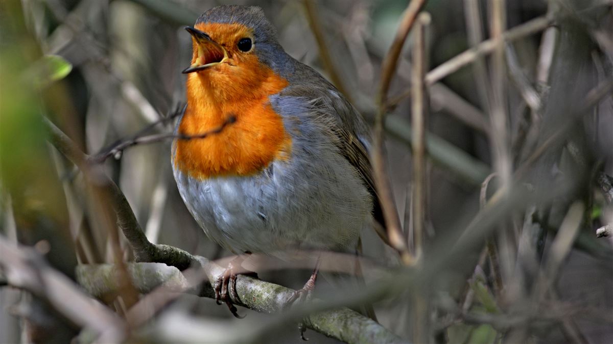 European Robin