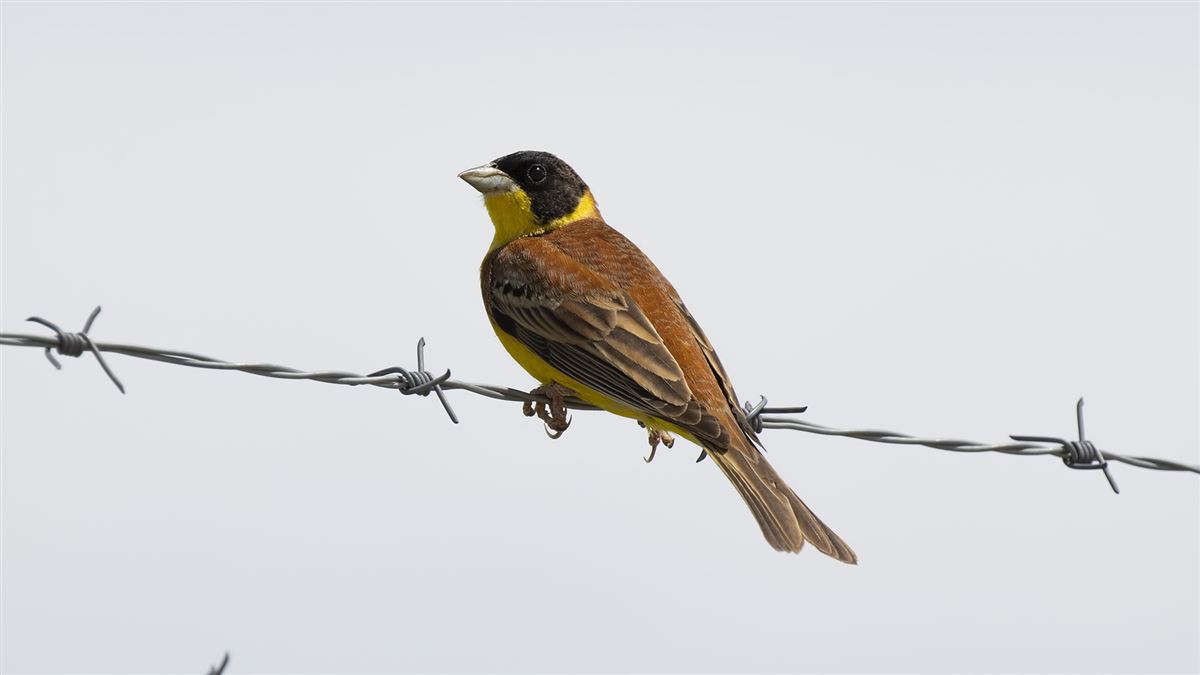 Black-headed Bunting
