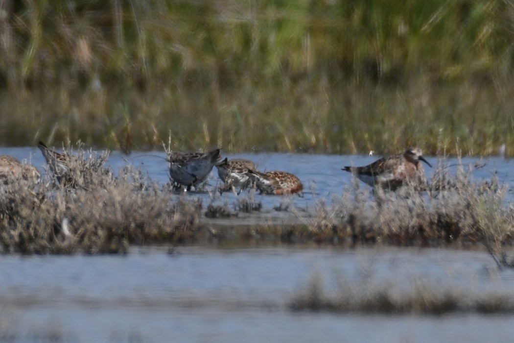 Curlew Sandpiper