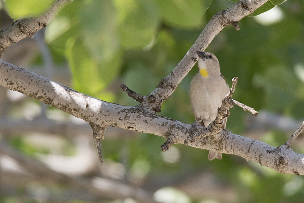 Yellow-throated Sparrow