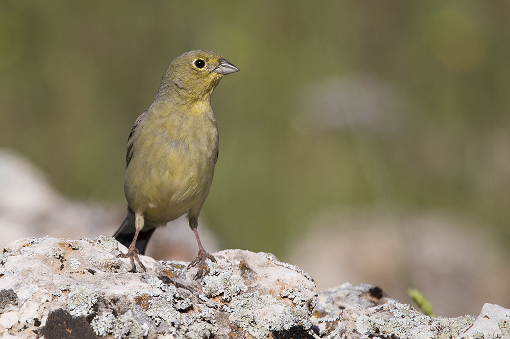 Cinereous Bunting
