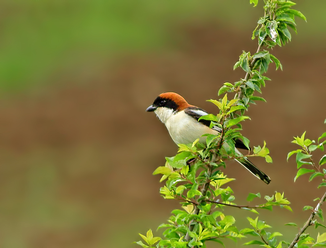 Woodchat Shrike