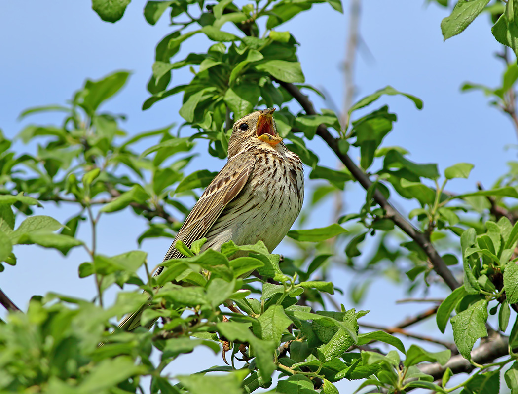 Corn Bunting