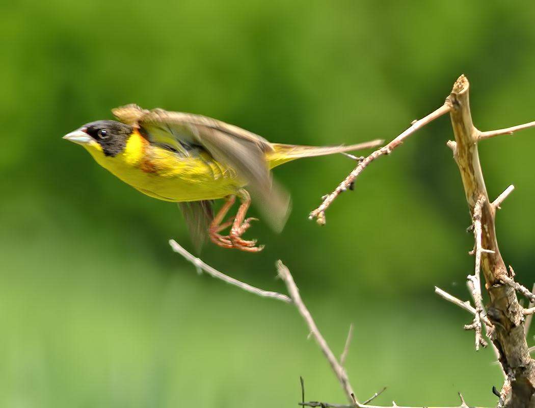 Black-headed Bunting