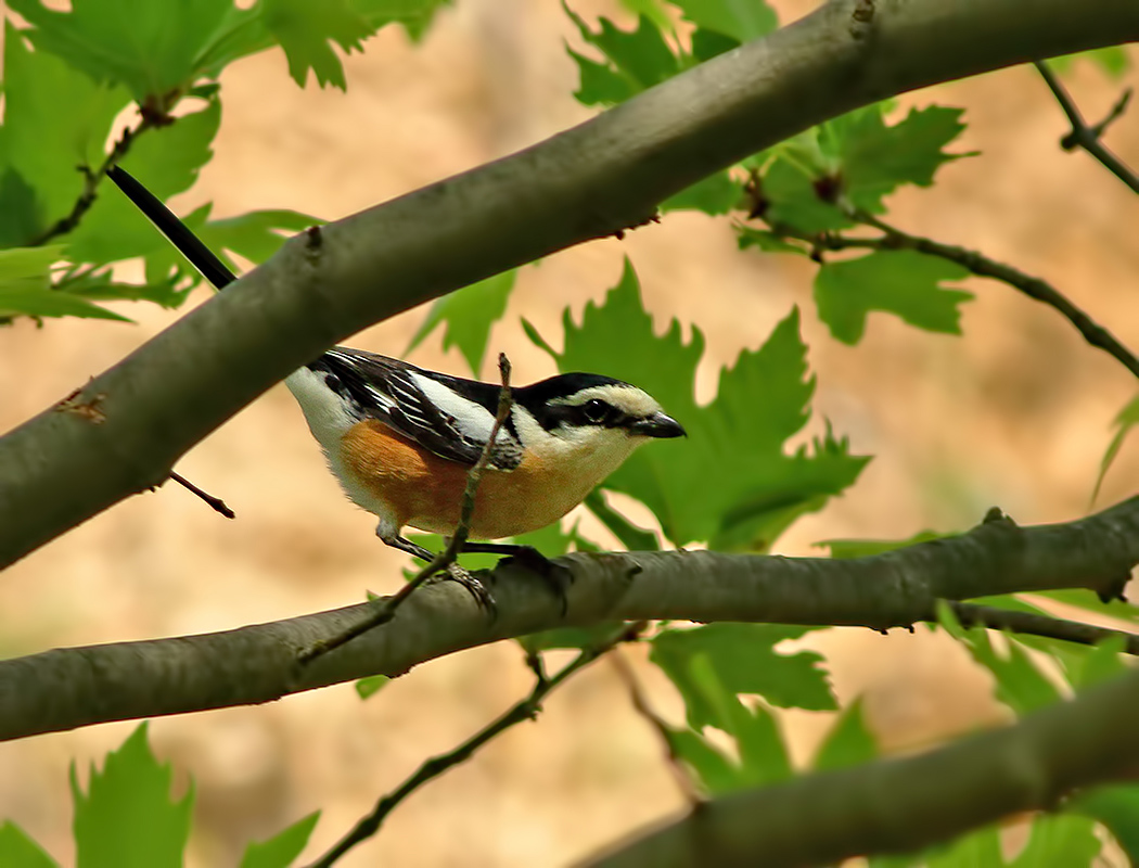Masked Shrike