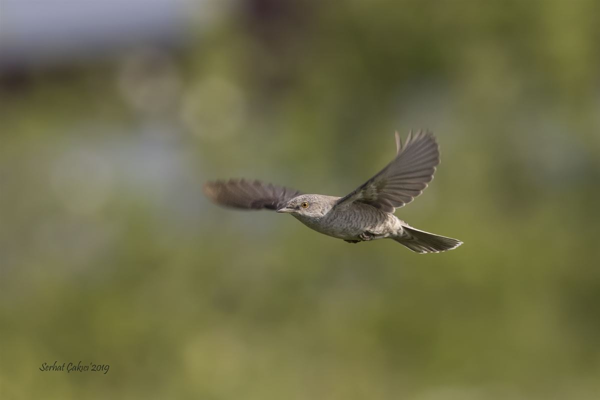 Barred Warbler