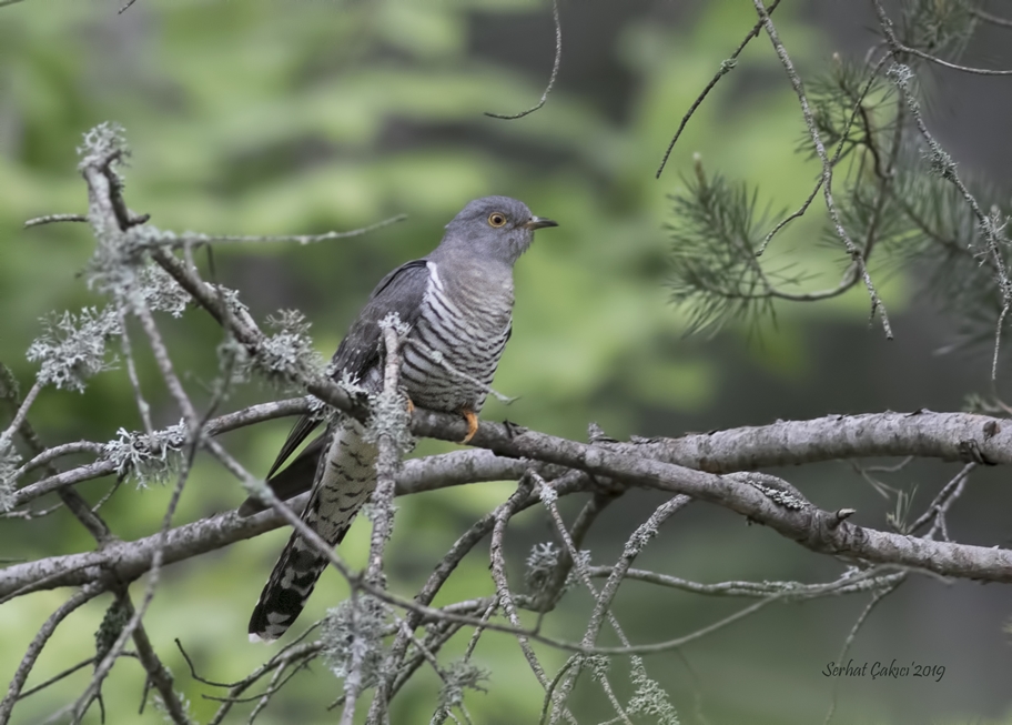 Common Cuckoo
