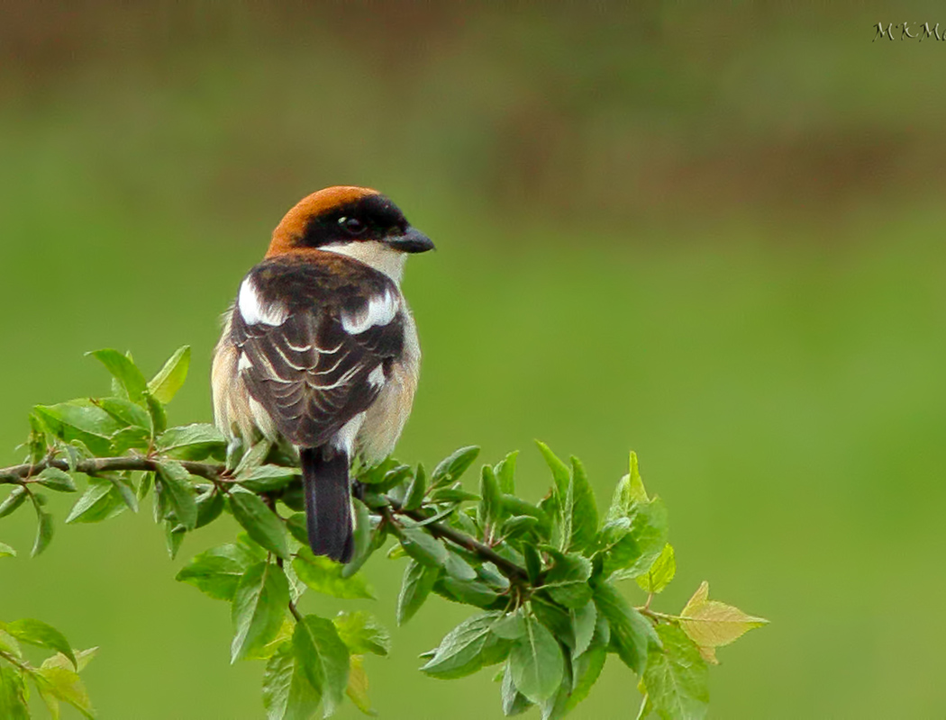 Woodchat Shrike