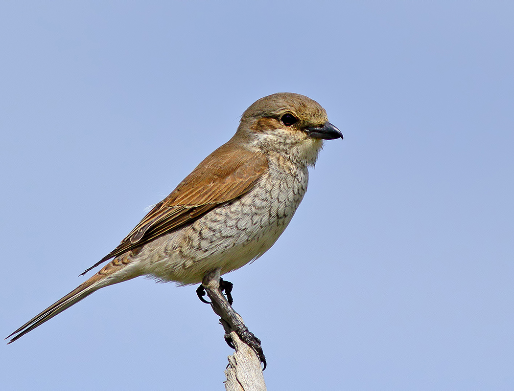 Red-backed Shrike