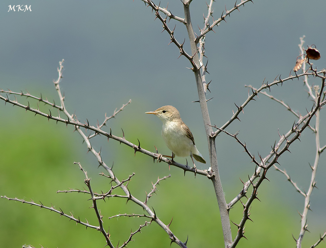 Eastern Olivaceous Warbler