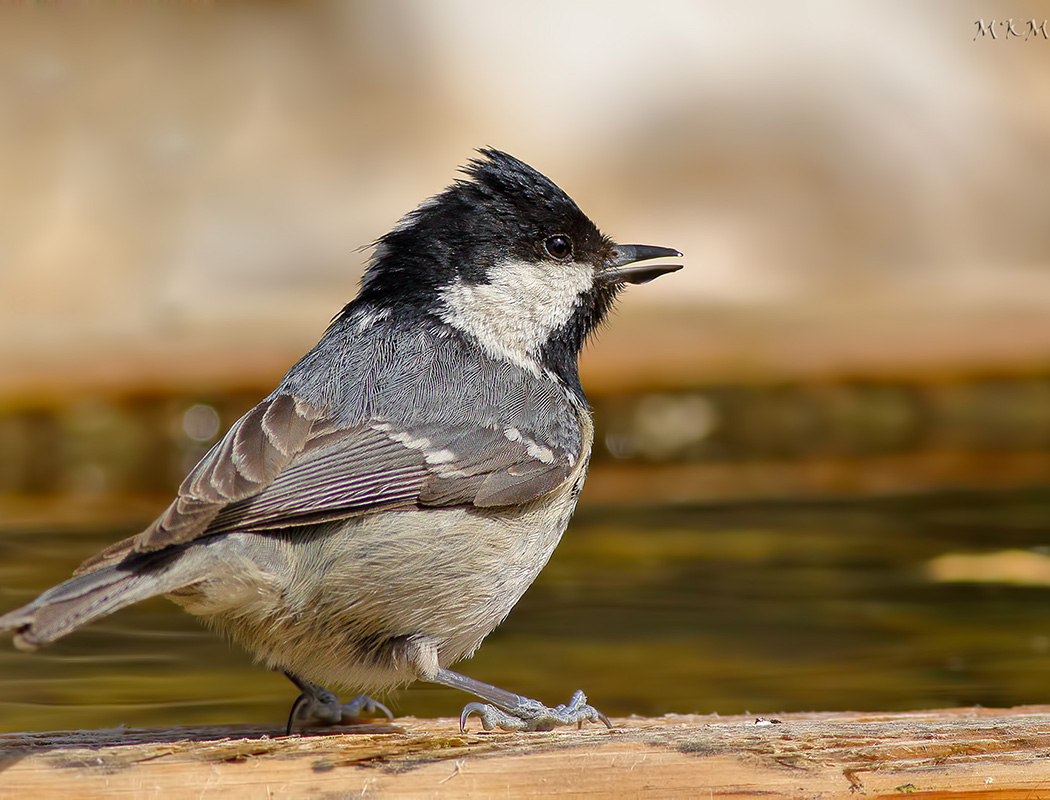 Coal Tit