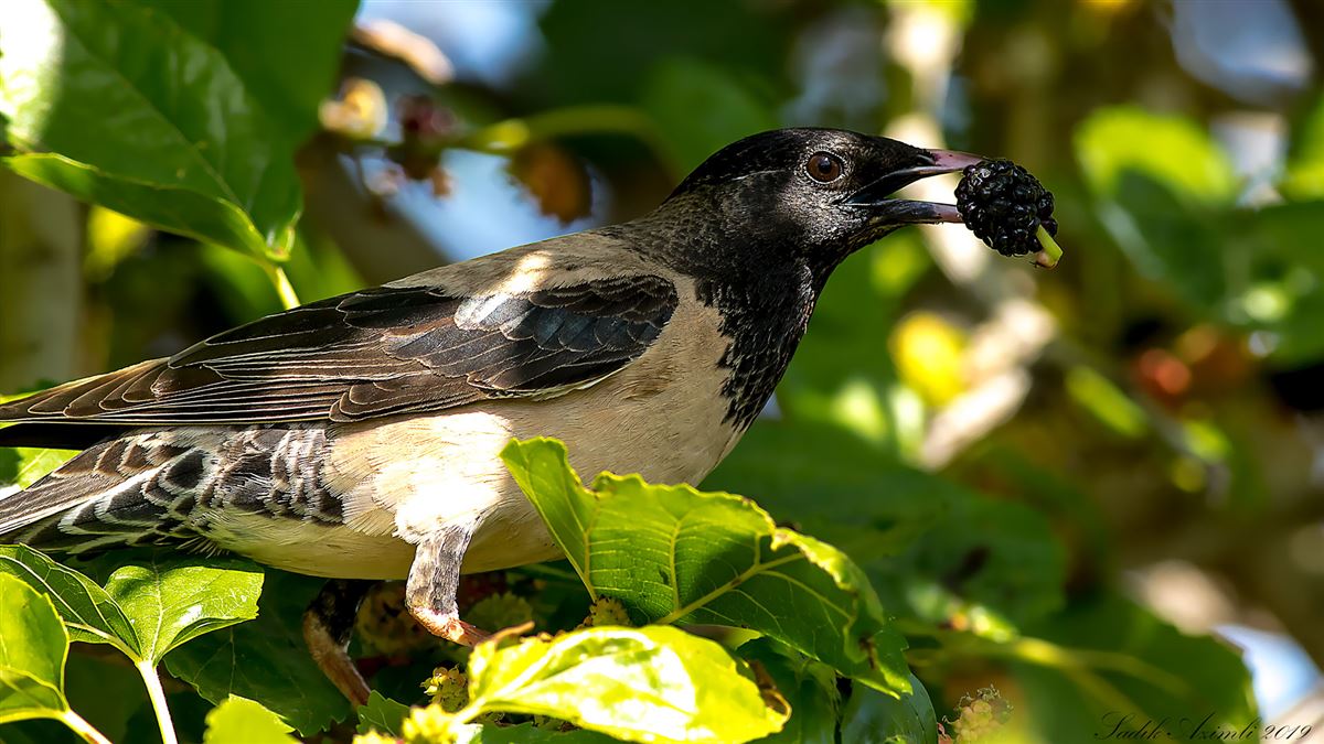 Rosy Starling