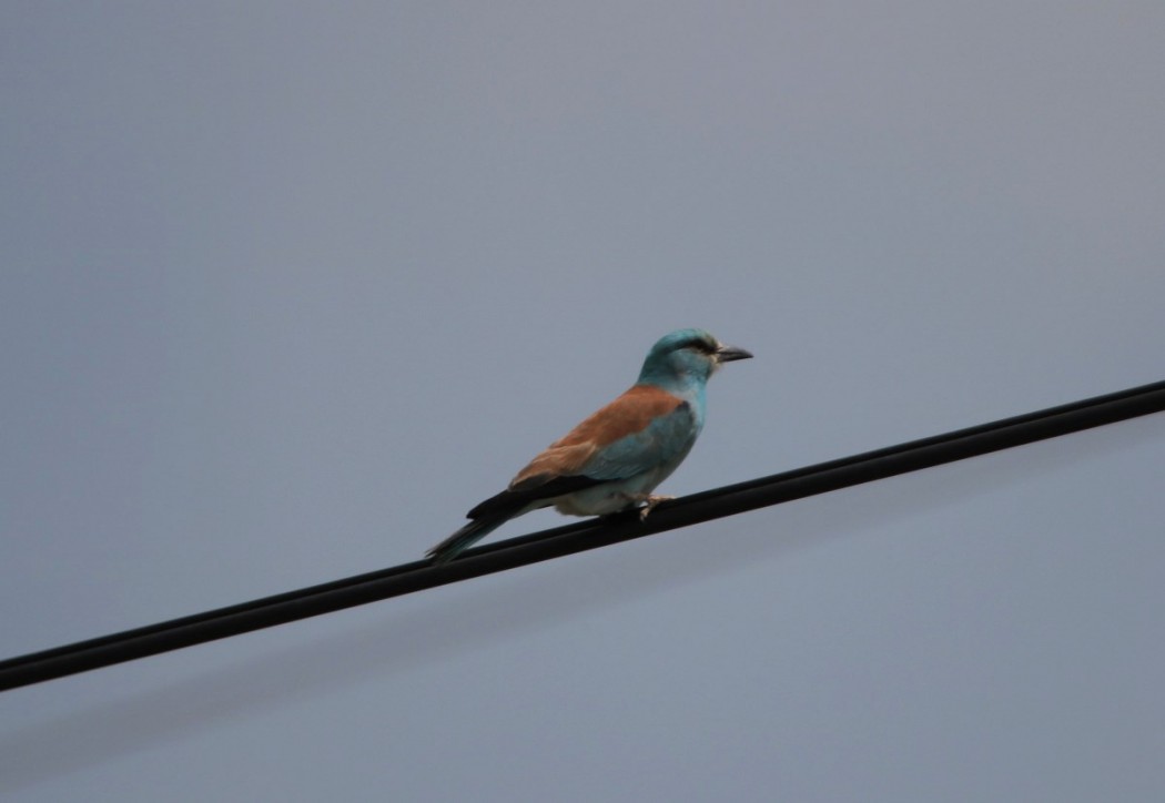 European Roller