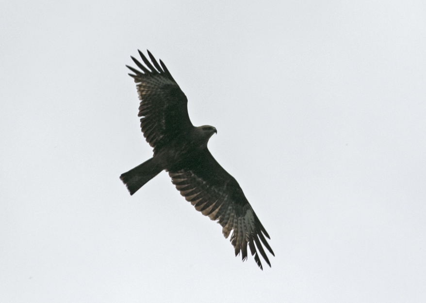Black Kite
