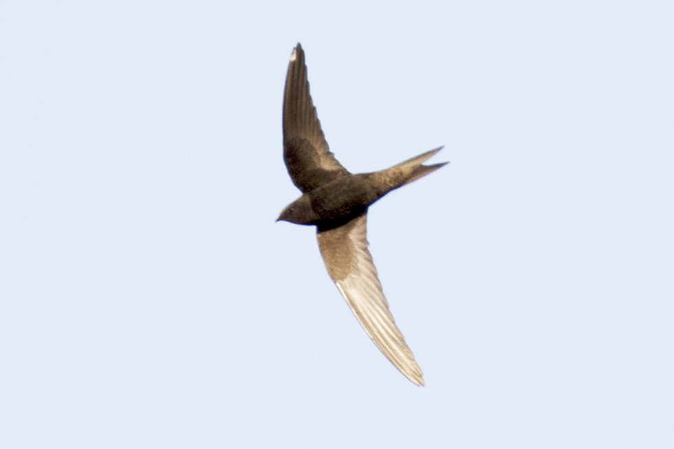 Pallid Swift