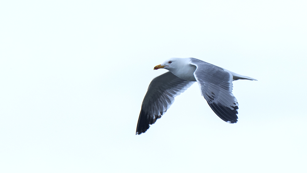 Armenian Gull