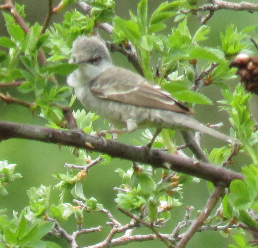 Barred Warbler