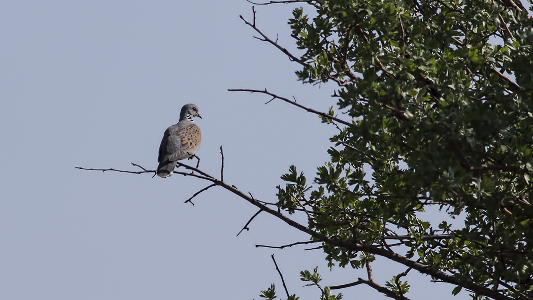 European Turtle Dove