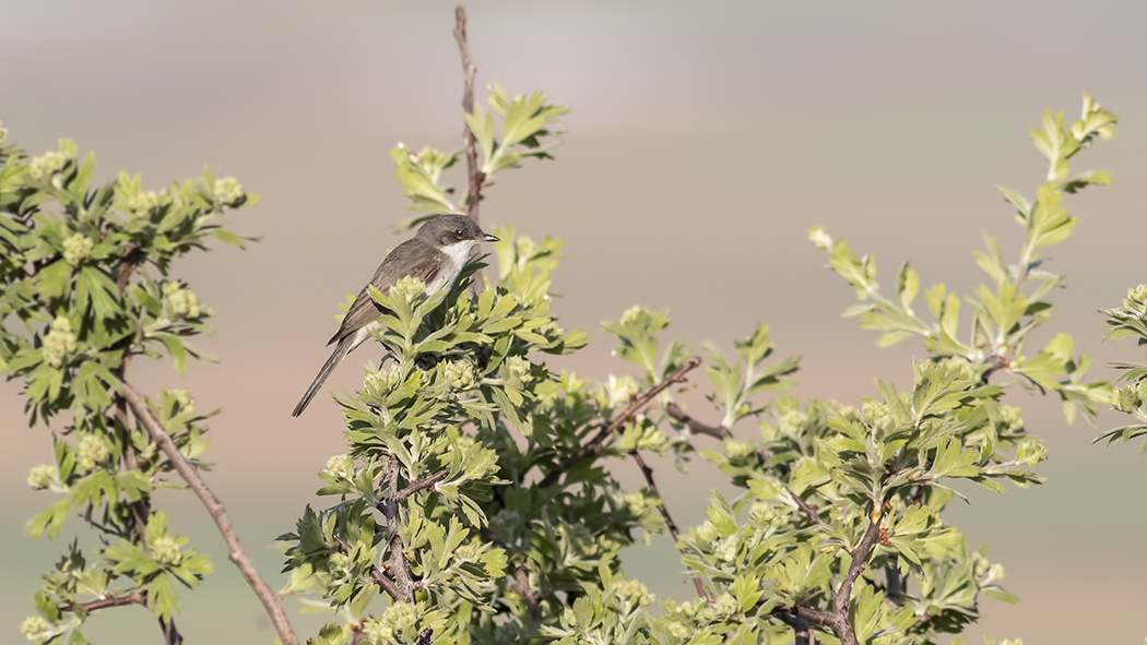 Lesser Whitethroat