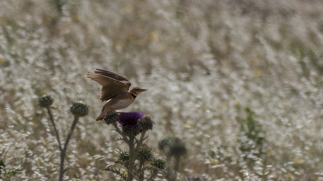 Bimaculated Lark