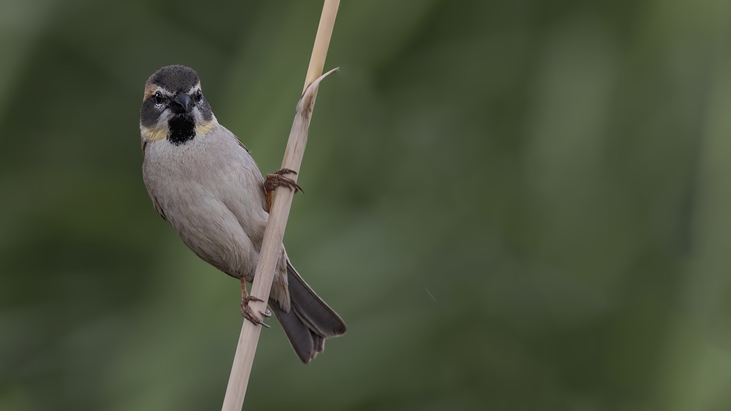Dead Sea Sparrow