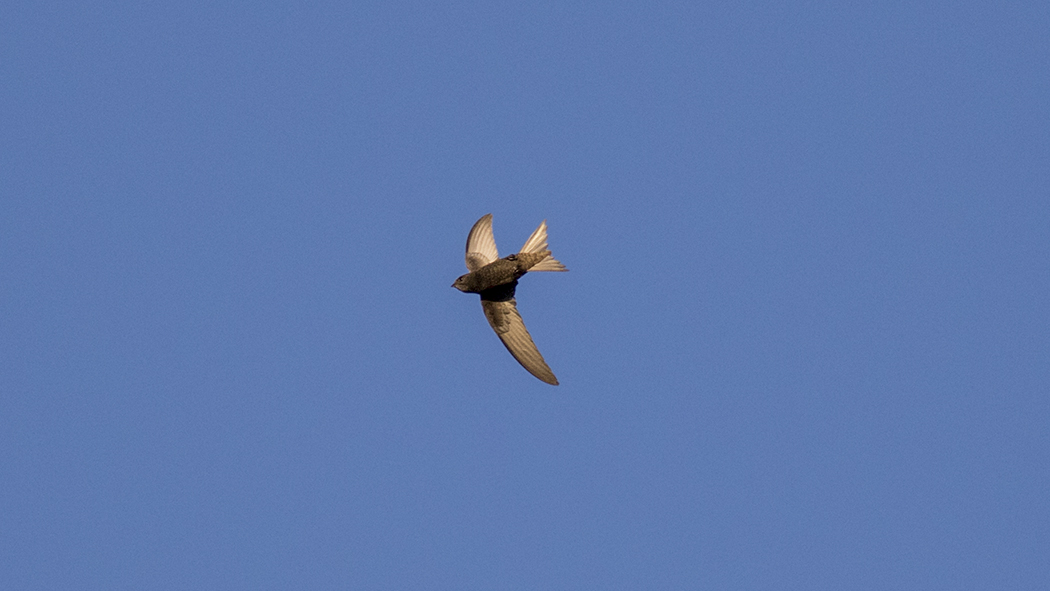 Common Swift