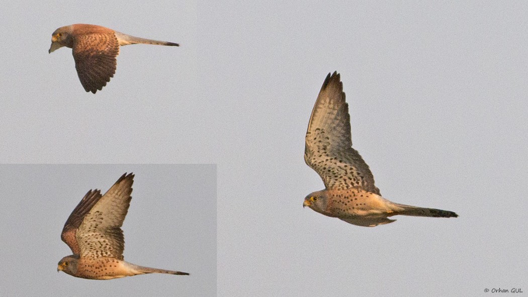 Lesser Kestrel