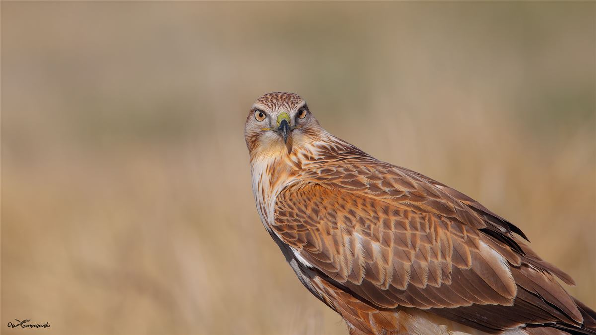 Long-legged Buzzard