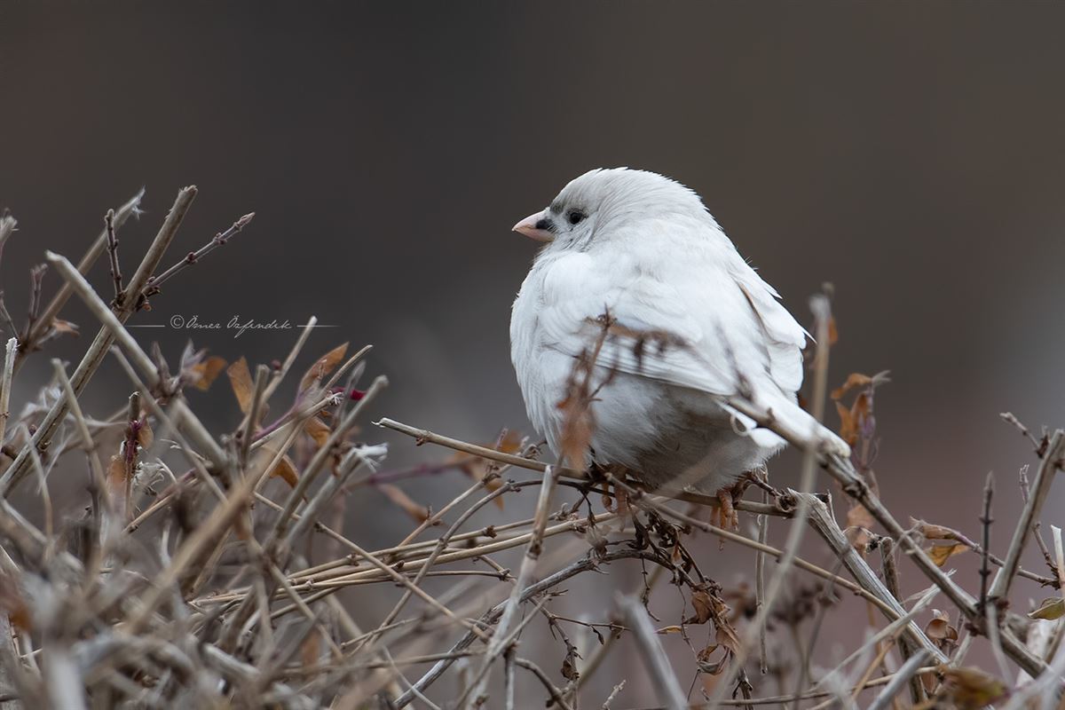 Eurasian Tree Sparrow