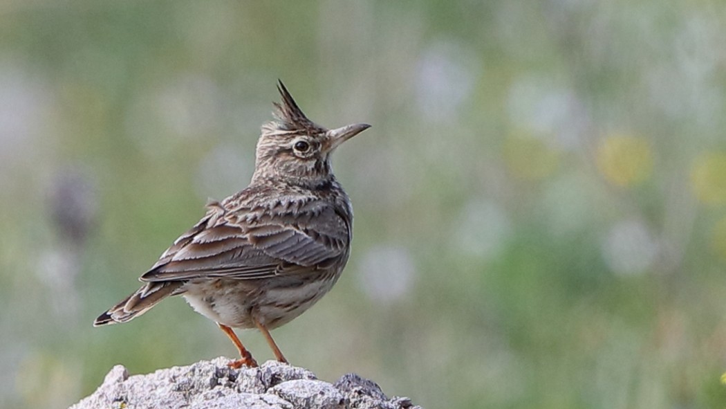 Crested Lark