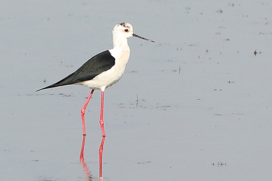 Black-winged Stilt