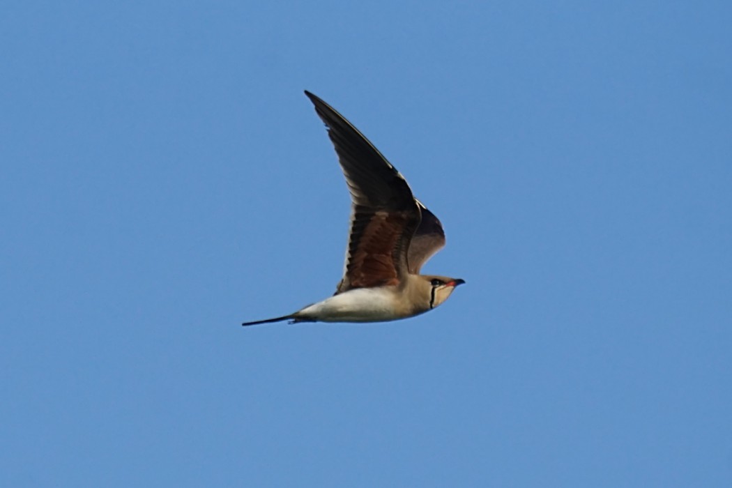 Collared Pratincole
