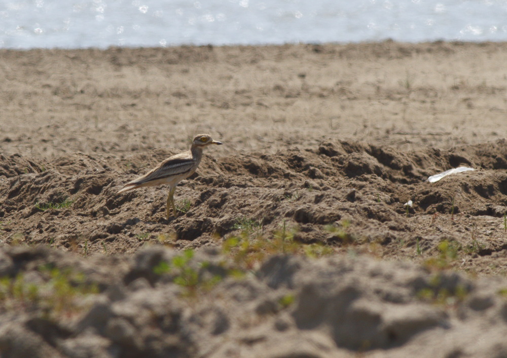 Eurasian Stone-curlew