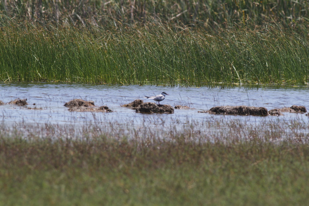 Whiskered Tern