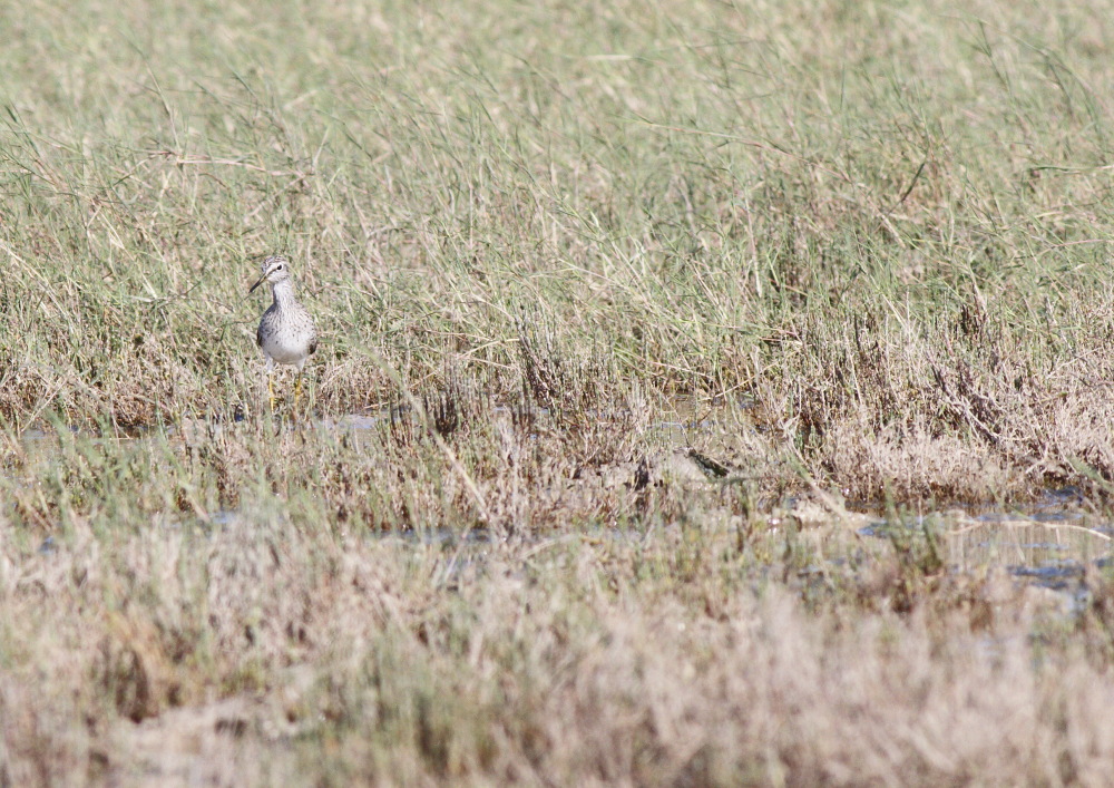 Wood Sandpiper