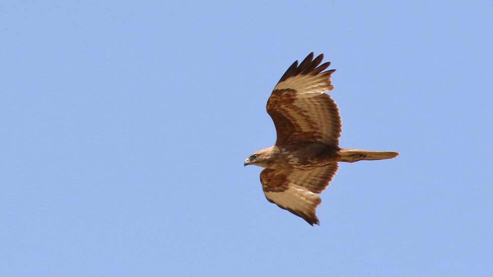 Common Buzzard