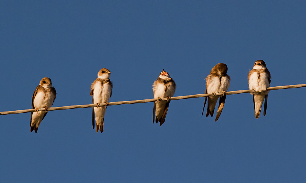 Sand Martin