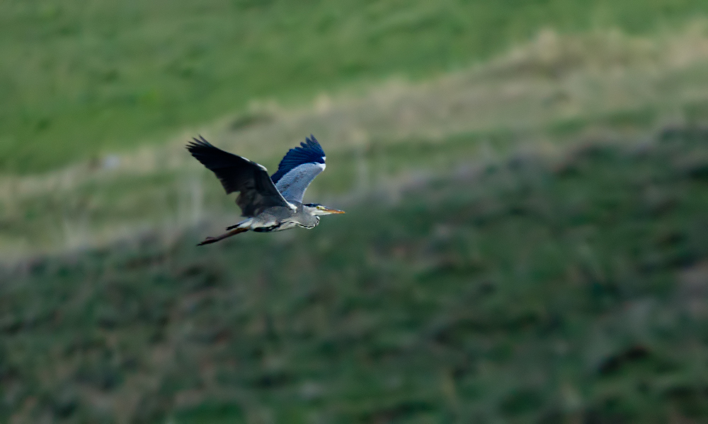 Grey Heron
