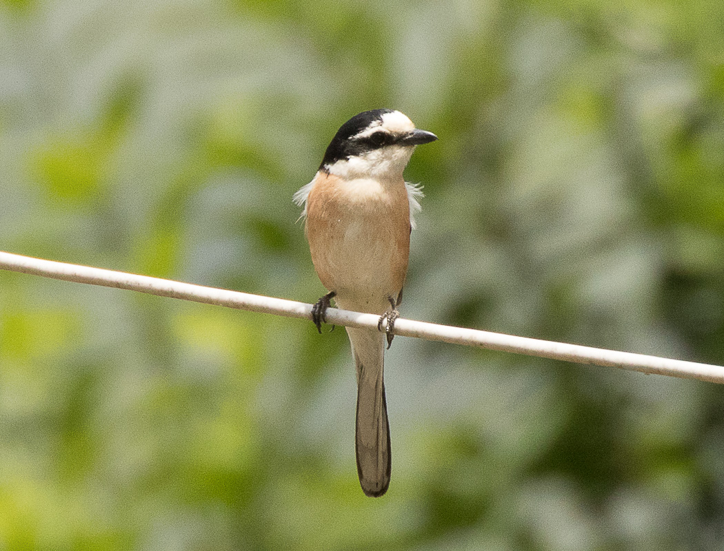 Masked Shrike