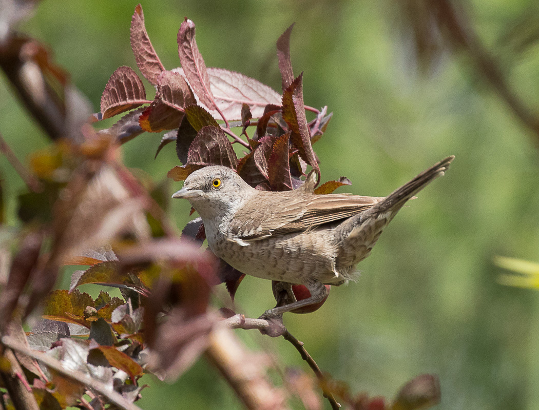 Barred Warbler