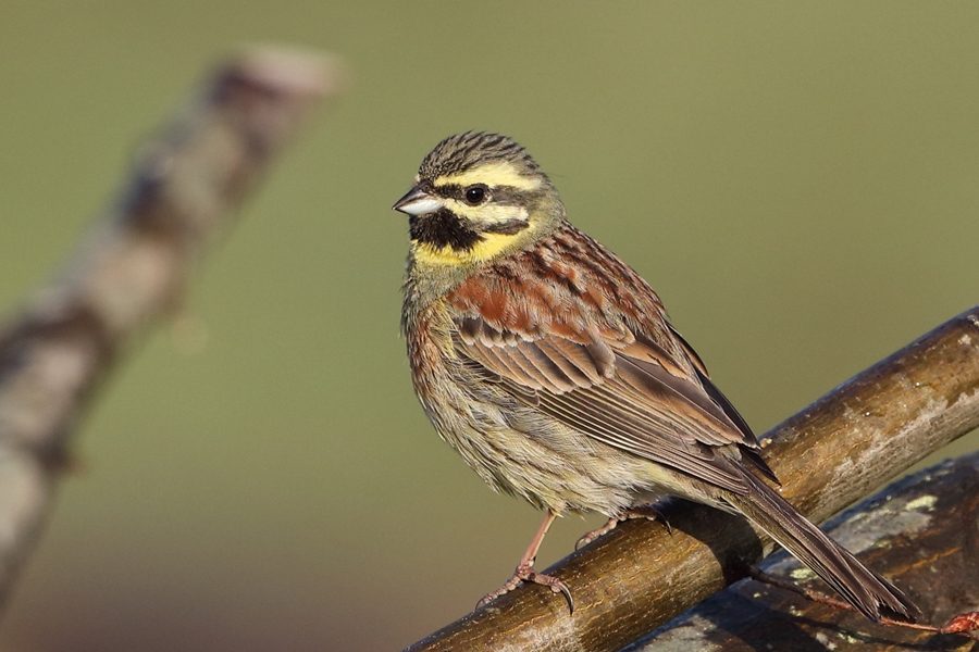 Cirl Bunting