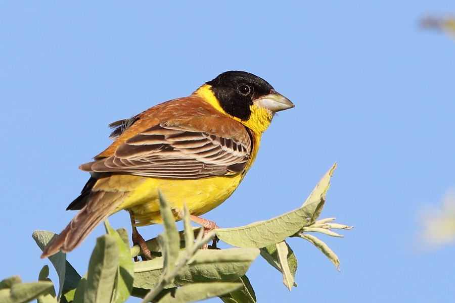 Black-headed Bunting